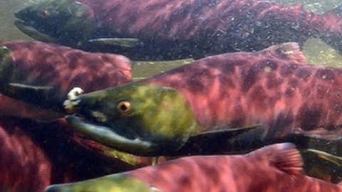 Salmon farms of the future?