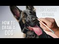 How to draw a realistic german shepherd dog using soft pastels  beginner