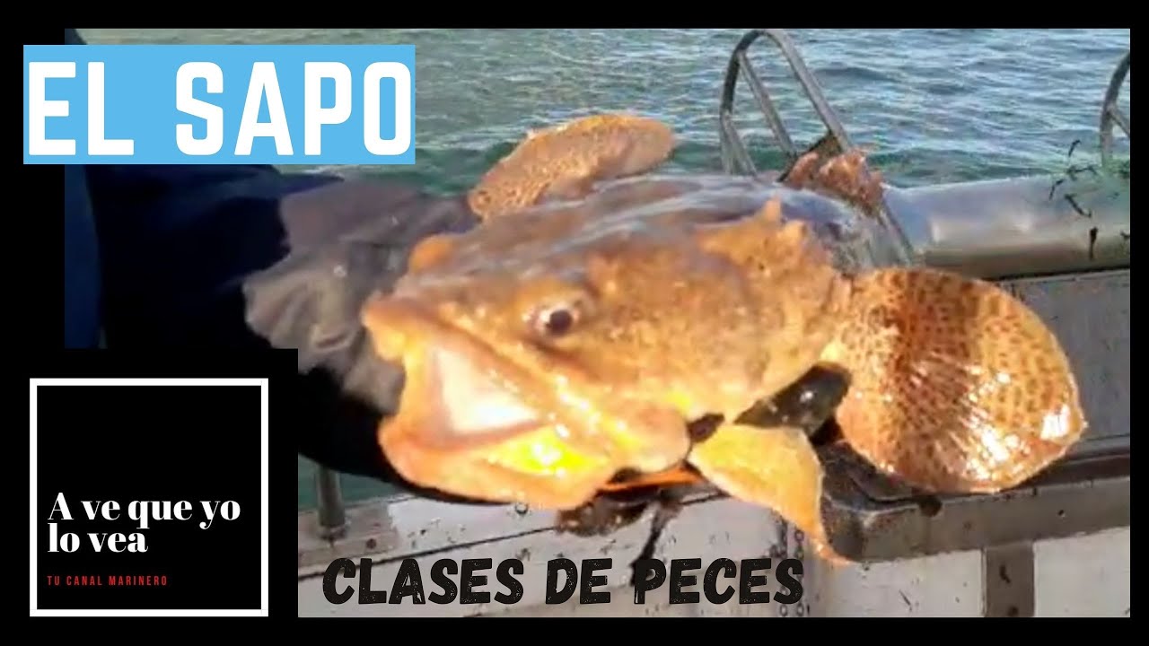 El pez SAPO clases de peces YouTube El pez SAPO clases de peces YouTube