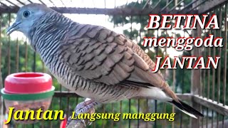 Si Perkutut BETINA memanggil JANTAN || the female turtledove calls the male