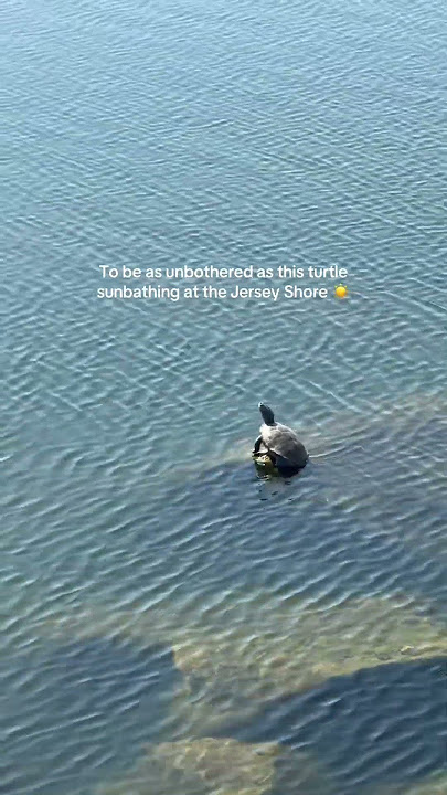 What a life 🐢