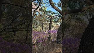 부산 초보등산 코스 TOP5 구봉산 #mountains #hiking #트레킹 #travel #등산 #여행
