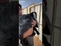 ابو مرداع مع ضمت التيس