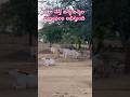 ఇలా చేస్తే జన్మ జన్మల పుణ్యఫలం లభిస్తుంది #dharmasandehalu #chaganti #avulu