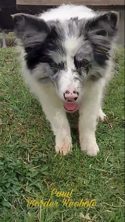 Canil Border Reobote – Especializado na Criação de Border Collies