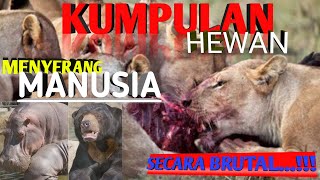 Kumpulan Hewan Buas Menyerang Manusia Secara BRUTAL...!!! || Kumpulan Hewan buas dan liar