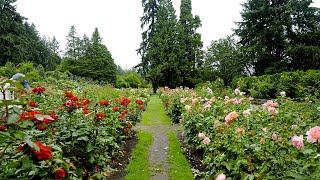 Virtual Walk Portland Oregon Rose Garden 4K | International Rose Test Garden Relaxation Walk | ASMR
