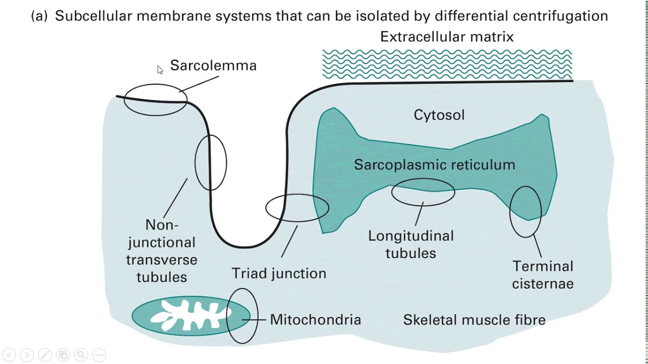 Preparative Centrifugation Applications