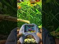 Blue Whale Water Gamebot #gaming #squidgame #satisfyingvideo #satisfying #toys