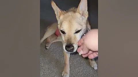 Tour of my Nail Setup before I move! Chit Chat Time and Taters (my dog) makes an appearance!!