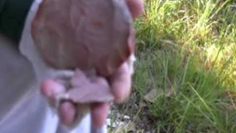 CowBone Monster Bopper! Flint Knapping - Flintknapping