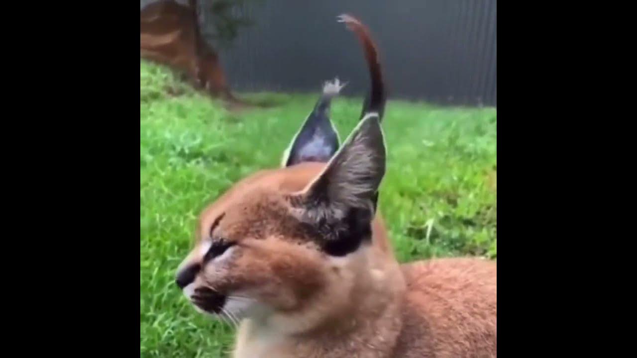 Alien cat flicks ears to get signals from spaceship YouTube