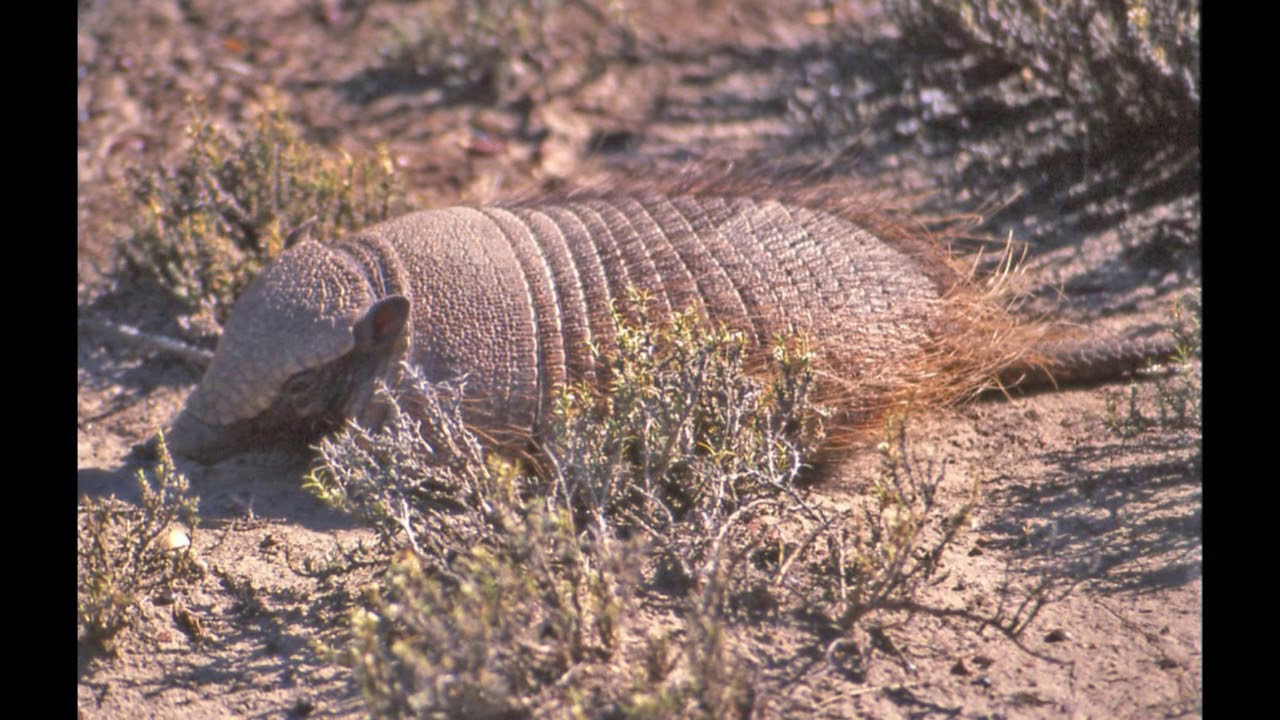 Algunas aves, animales y paisajes de Península Valdés Chubut Argentina 2020
