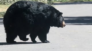Un orso rotondo