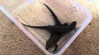 New cunningham skinks