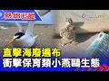【熱線追蹤】直擊海廢遍布 衝擊保育類小燕鷗生態