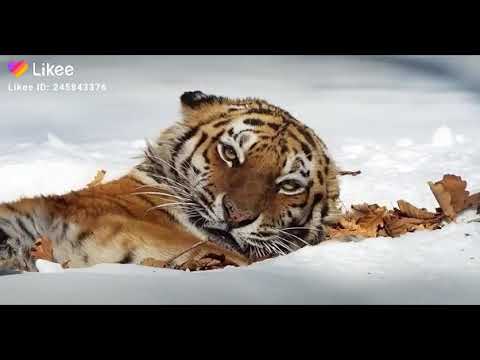 Мем поспал днем тигр