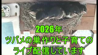 4月24日午前ツバメの巣作りから子育てをライブ配信しました。Swallow
