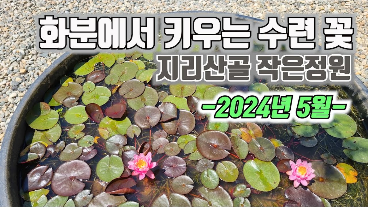 대형 화분에서 키우는 수련 꽃 - 2024년 5월, 지리산골 작은정원 - YouTube