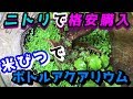 米びつでボトリウム!?ニトリで買った格安ガラスジャーでボトル アクアリウム【熱帯魚/水草/水草の種】