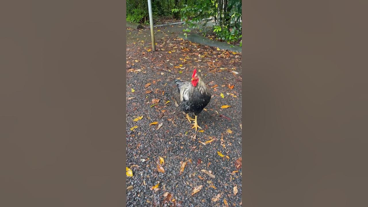 THE ONLY CHICKEN IN THE RAINFOREST YouTube