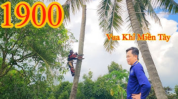 Hết hồn !! Vua Khỉ Miền Tây cưa khớp khúc cây Dừa cao Cutting coconut tree