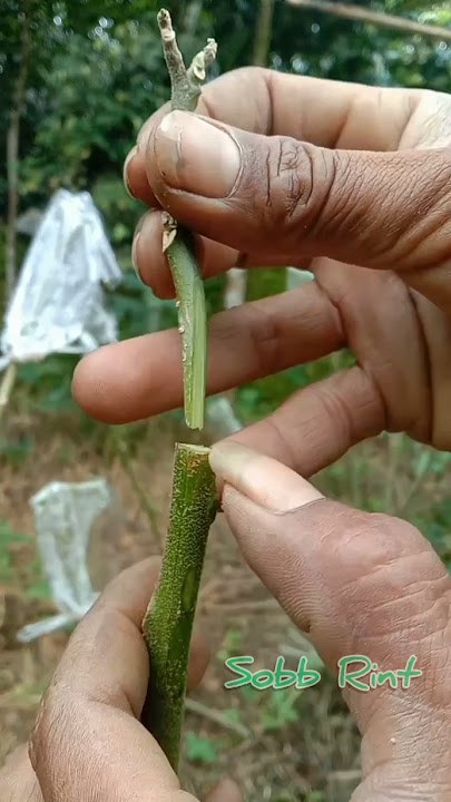 purple eggplant grafting 🍆🍆 #grafting