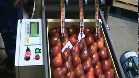 America Label Automatic Fruit Labeller demo 1