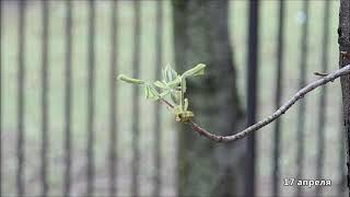 Как растут листья на ветке каштана