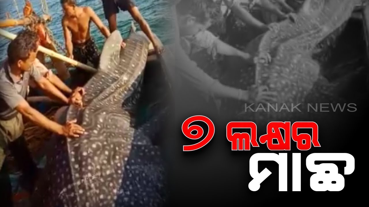 kanak tv serial Giant Whale Shark, The Largest Known Extant Fish Species, Caught By Fishermen in Bhadrak