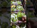 АВОКАДО 🥑 ГИГАНТ на Фуд Сити. ‼️8 штук (4кг) - 1100₽