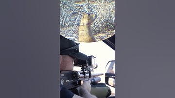 Destroying Pests with the NEW FX Leopard!