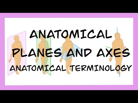 Anatomical Planes and Axes, Anatomical Terminology