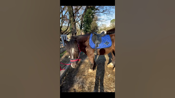 Haul équitation (je vais acheter les bonnets assortis et un ensemble Kentucky)#haul #cheval #poney
