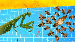 Will 100 BEES Protect a QUEEN BEE From a MANTIS