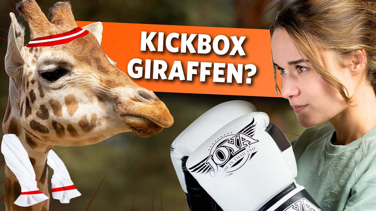 Hoe hard kan een giraffe schoppen?? 🦒💥 Videoranger YouTube