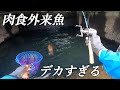 用水路のトンネルに潜むモンスター!!!!
