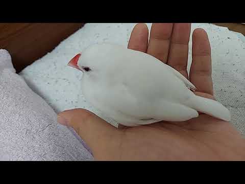 白文鳥 マロ ＃556 すごく眠たいの 20210708