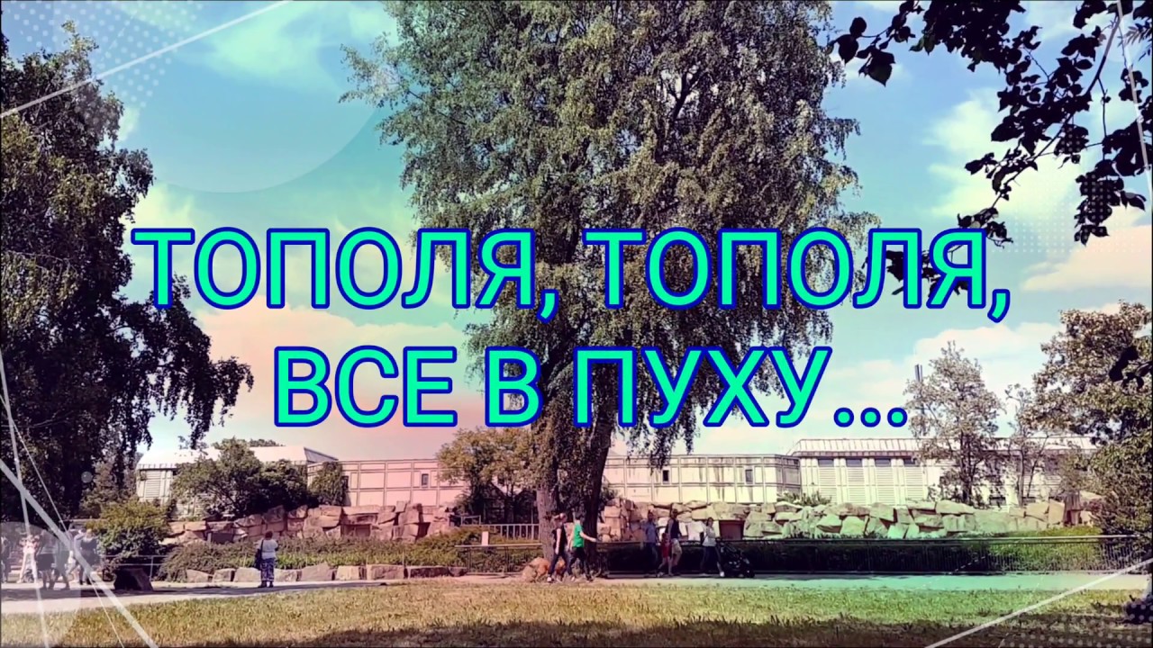 Тополя тополя все в пуху текст