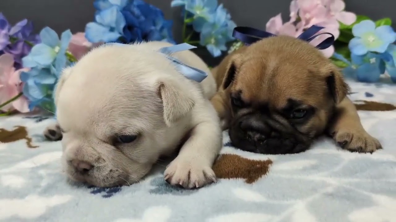 フレンチブルドッグの初ちゃんの仔です☆彡 - YouTube