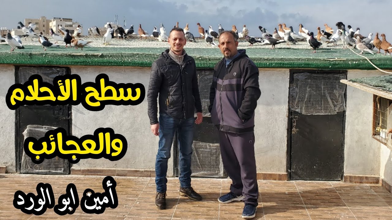 سطح الاحلام لكل كشيش حمام عجائب الأخ امين ابو الورد