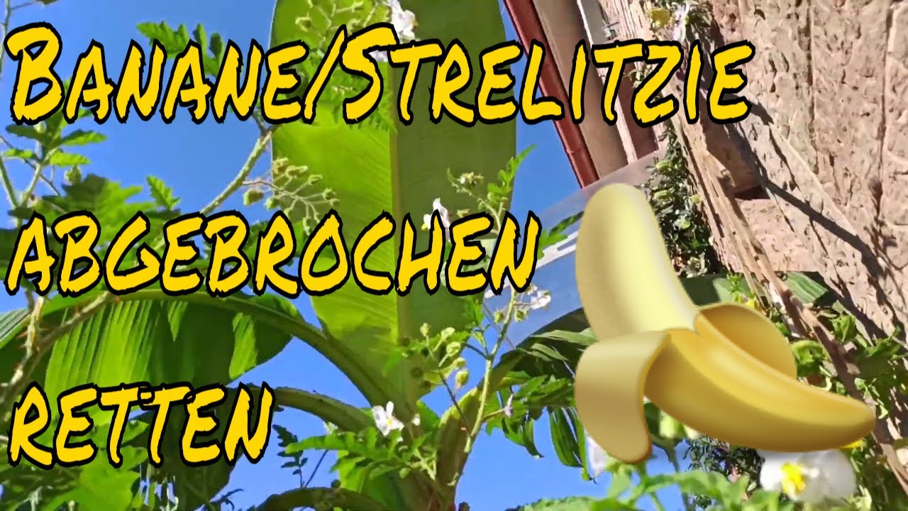 Angebrochen rippen Gesund leben,