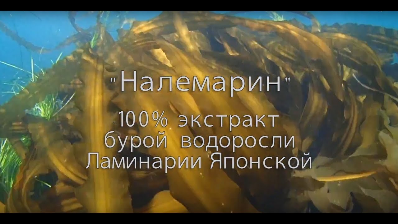Налемарин ПРЕЗЕНТАЦИЯ - YouTube