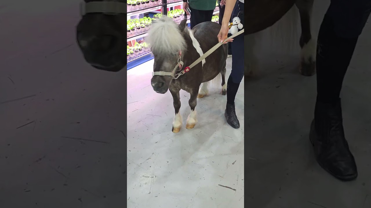 Miniature Horse - YouTube