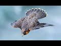 PEREGRINE FALCON - a dive fighter! The FASTEST animal on the planet!