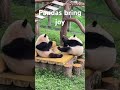 If there were no pandas, who would bring the joy? 😂