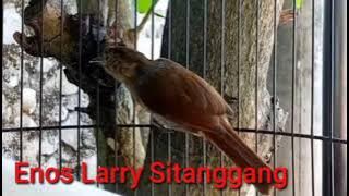 Flamboyan Gacor andalan jadi GURU VOKAL.Durasi panjang ❤️❤️