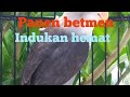 panen Lovebird kluar betmen