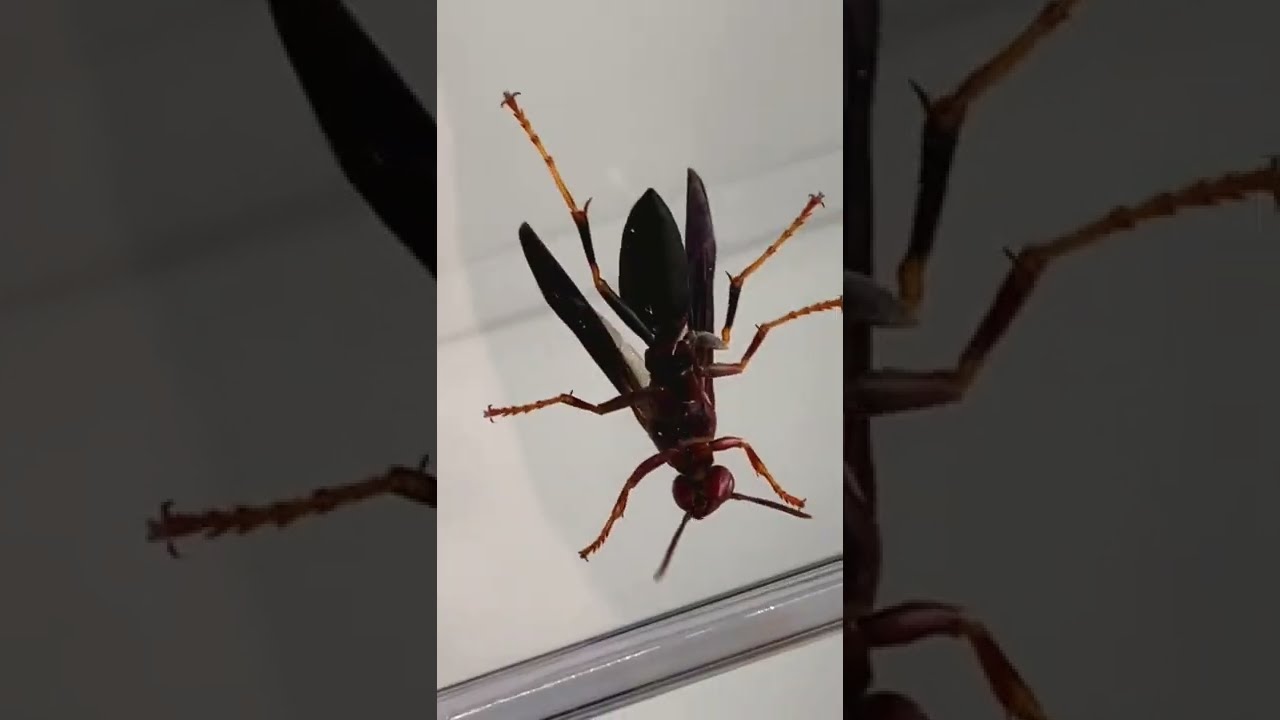 I Caught A Queen Wasp 