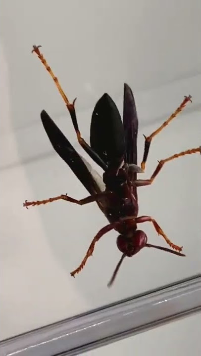 I caught a queen wasp!!!